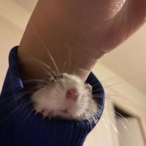 Images de profil de Christine - Blooming Pets - Petsitting et garde d'animaux à domicile