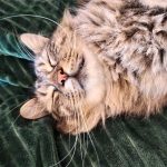 Woody Mon Chat  Européen Mâle stérilisé - Garde d'animaux à domicile