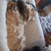 Images de profil de Anne-Claire - Blooming Pets - Petsitting et garde d'animaux à domicile