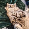 Images de profil de Anne-Claire - Blooming Pets - Petsitting et garde d'animaux à domicile