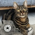Kuro Mon Chat  Européen Mâle stérilisé - Garde d'animaux à domicile