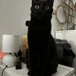 Miyo Miyo Mon Chat Européen Femelle - Garde d'animaux à domicile