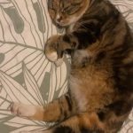 Kira Mon Chat  Européen Femelle - Garde d'animaux à domicile