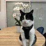 Oslo Mon Chat  Européen Mâle stérilisé - Garde d'animaux à domicile