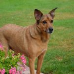 Lucky Mon Chien  Croisé Mâle - Garde d'animaux à domicile