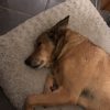 Images de profil de Adeline - Blooming Pets - Petsitting et garde d'animaux à domicile