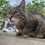Mia Mon Chat  Européen Femelle - Garde d'animaux à domicile