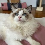 Uvôguine Mon Chat  Ragdoll Mâle - Garde d'animaux à domicile