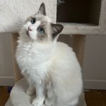 Ursula Mon Chat  Ragdoll Femelle - Garde d'animaux à domicile