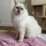 Una Mon Chat  Ragdoll Femelle - Garde d'animaux à domicile