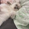 Images de profil de Agathe - Blooming Pets - Petsitting et garde d'animaux à domicile