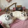 Images de profil de Agathe - Blooming Pets - Petsitting et garde d'animaux à domicile