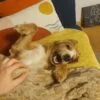 Images de profil de Agathe - Blooming Pets - Petsitting et garde d'animaux à domicile