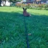 Images de profil de Agathe - Blooming Pets - Petsitting et garde d'animaux à domicile