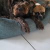 Images de profil de Agathe - Blooming Pets - Petsitting et garde d'animaux à domicile