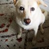 Images de profil de Agathe - Blooming Pets - Petsitting et garde d'animaux à domicile
