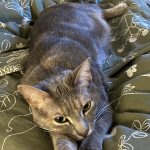 Babouche Mon Chat  Chat de gouttière (Commun) Femelle - Garde d'animaux à domicile