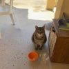Images de profil de vanessa - Blooming Pets - Petsitting et garde d'animaux à domicile