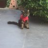 Images de profil de vanessa - Blooming Pets - Petsitting et garde d'animaux à domicile