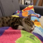 Vanélopé Mon Chat  Européen Femelle - Garde d'animaux à domicile