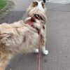 Images de profil de alba - Blooming Pets - Petsitting et garde d'animaux à domicile