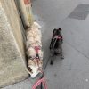 Images de profil de alba - Blooming Pets - Petsitting et garde d'animaux à domicile