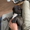 Images de profil de alba - Blooming Pets - Petsitting et garde d'animaux à domicile