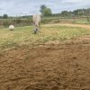 Images de profil de alba - Blooming Pets - Petsitting et garde d'animaux à domicile