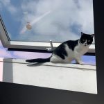 Talya Mon Chat  Européen Femelle - Garde d'animaux à domicile