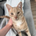Lilys Mon Chat  Européen Mâle - Garde d'animaux à domicile
