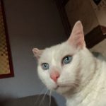 Igloo Mon Chat  Khao Manee Mâle stérilisé - Garde d'animaux à domicile