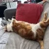 Images de profil de ALEXANDRA - Blooming Pets - Petsitting et garde d'animaux à domicile