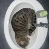 Images de profil de Alexandra - Blooming Pets - Petsitting et garde d'animaux à domicile