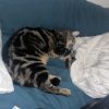 Images de profil de Alexandra - Blooming Pets - Petsitting et garde d'animaux à domicile