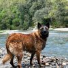 Images de profil de Alexandra - Blooming Pets - Petsitting et garde d'animaux à domicile