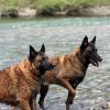 Images de profil de Alexandra - Blooming Pets - Petsitting et garde d'animaux à domicile