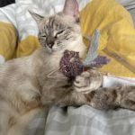 Luna Mon Chat  Croisé Femelle - Garde d'animaux à domicile