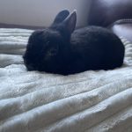 Lapinou Mon Lapin  Nain Polonais Mâle - Garde d'animaux à domicile