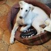 Images de profil de Valentin - Blooming Pets - Petsitting et garde d'animaux à domicile