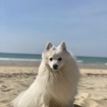 Olly Mon Chien  Spitz Moyen Femelle - Garde d'animaux à domicile