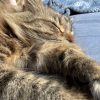 Images de profil de Alexandre - Blooming Pets - Petsitting et garde d'animaux à domicile