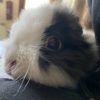 Images de profil de Alexandre - Blooming Pets - Petsitting et garde d'animaux à domicile