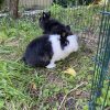 Images de profil de Alexandre - Blooming Pets - Petsitting et garde d'animaux à domicile