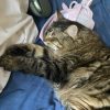 Images de profil de Alexandre - Blooming Pets - Petsitting et garde d'animaux à domicile