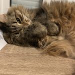 Image de profil de Alexandre - Blooming Pets - Petsitting et garde d'animaux à domicile