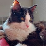 Zephyr Mon Chat  Européen Mâle stérilisé - Garde d'animaux à domicile