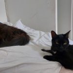Kira Mon Chat  Européen Femelle stérilisée - Garde d'animaux à domicile