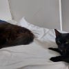 Images de profil de Alex - Blooming Pets - Petsitting et garde d'animaux à domicile