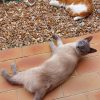 Images de profil de Alex - Blooming Pets - Petsitting et garde d'animaux à domicile