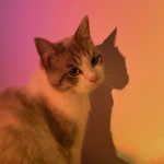 Uda Mon Chat  Siamois Mâle stérilisé - Garde d'animaux à domicile